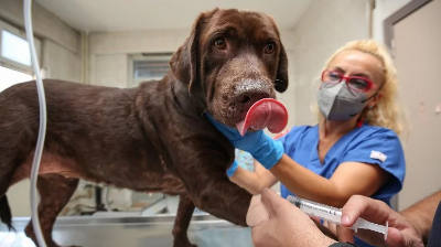 For the first time in Bursa, a dog regained its health with cell stem treatment